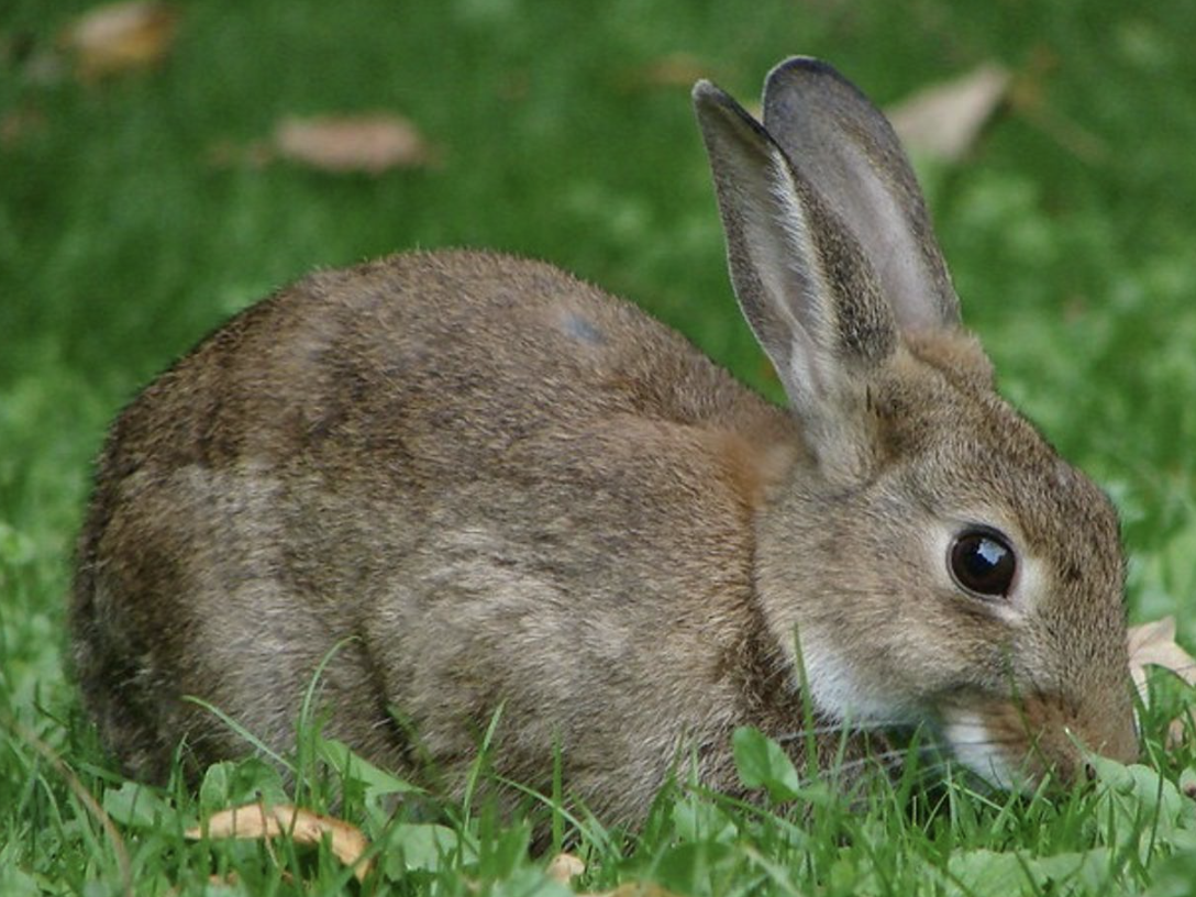 Conejos