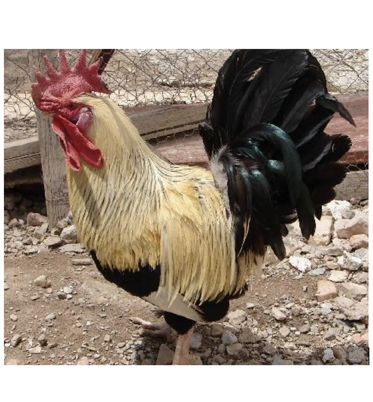 Gallinas de raza